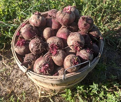 beets in a basket